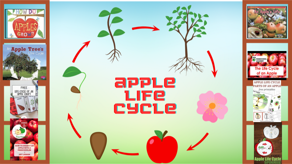 Apple Life Cycle Learning Library