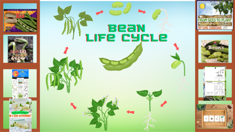 Bean Life Cycle Learning Library