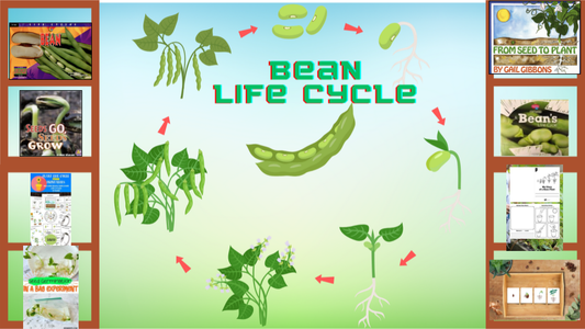 Bean Life Cycle Learning Library