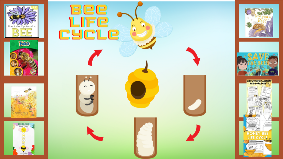 Bee Life Cycle Learning Library