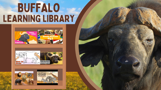 Big 5 Learning Library - Buffalo