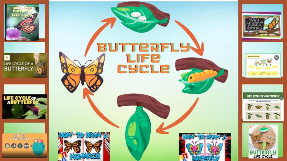 Butterfly Life Cycle Learning Library