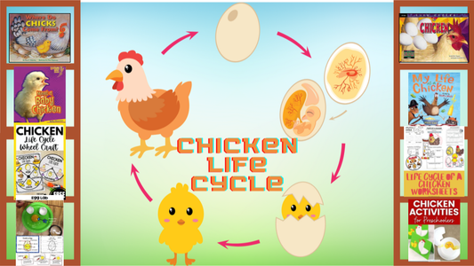 Chicken Life Cycle Learning Library