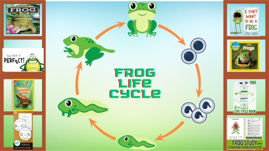 Frog Life Cycle Learning Library