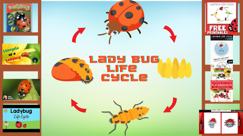 Lady Bug Life Cycle Learning Library