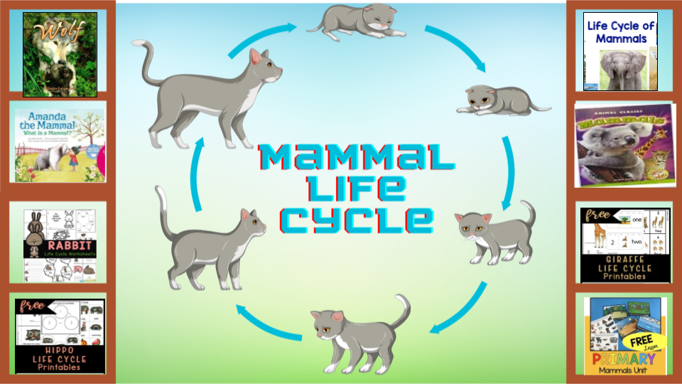 Mammal Life Cycle Learning Library