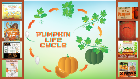 Pumpkin Life Cycle Learning Library