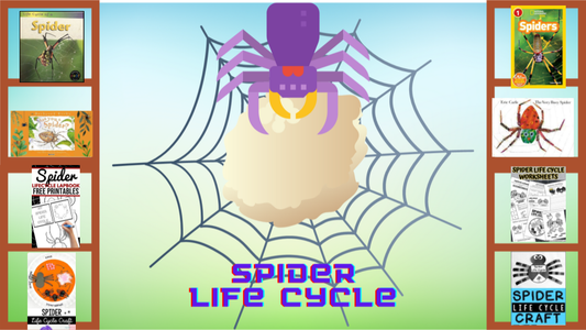 Spider Life Cycle Learning Library