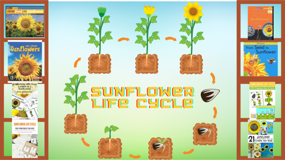 Sunflower Life Cycle Learning Library