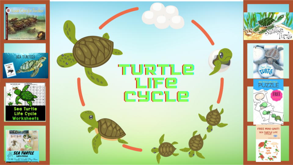 Turtle Life Cycle Learning Library (Copy)